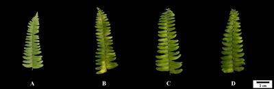 Effects of Exogenous Putrescine on Delaying Senescence of Cut Foliage of Nephrolepis cordifolia